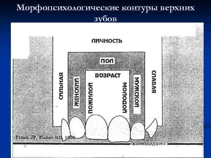 Морфопсихологические контуры верхних зубов 