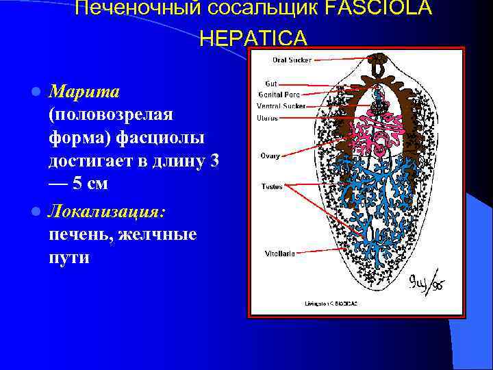 Печеночный сосальщик FASCIOLA HEPATICA Марита (половозрелая форма) фасциолы достигает в длину 3 — 5