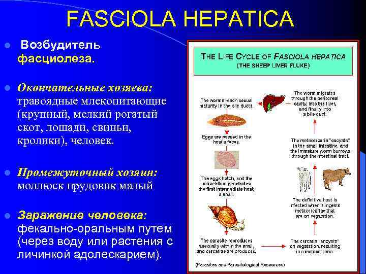 FASCIOLA HEPATICA l Возбудитель фасциолеза. l Окончательные хозяева: травоядные млекопитающие (крупный, мелкий рогатый скот,