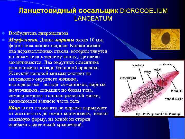Ланцетовидный сосальщик DICROCOELIUM LANCEATUM Возбудитель дикроцелиоза l Морфология. Длина мариты около 10 мм, форма