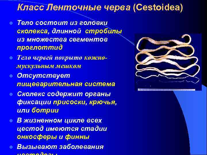 Класс Ленточные черва (Cestoidea) l l l Тело состоит из головки сколекса, длинной стробилы
