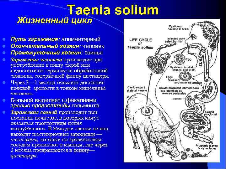 Taenia solium Жизненный цикл Путь заражения: алиментарный Окончательный хозяин: человек Промежуточный хозяин: свинья Заражение