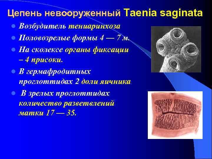 Цепень невооруженный Taenia saginata l l l Возбудитель тениаринхоза Половозрелые формы 4 — 7