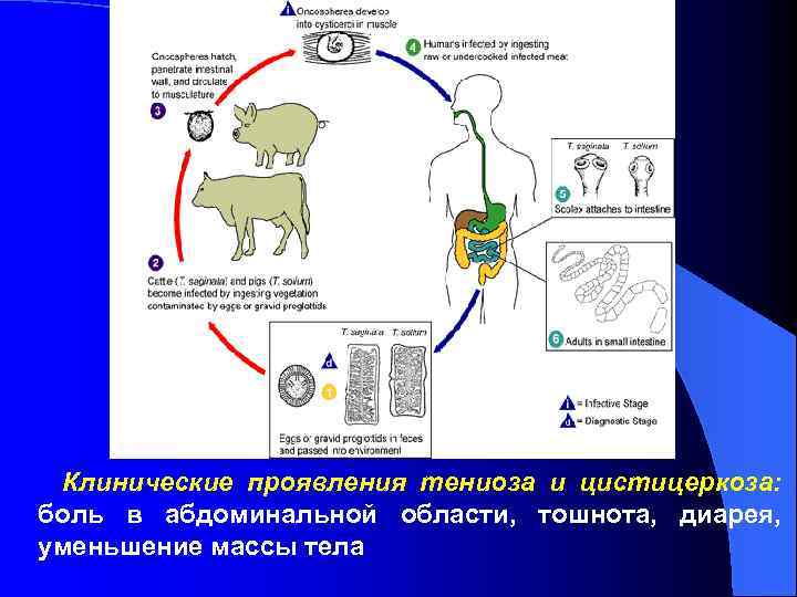 Клинические проявления тениоза и цистицеркоза: боль в абдоминальной области, тошнота, диарея, уменьшение массы тела