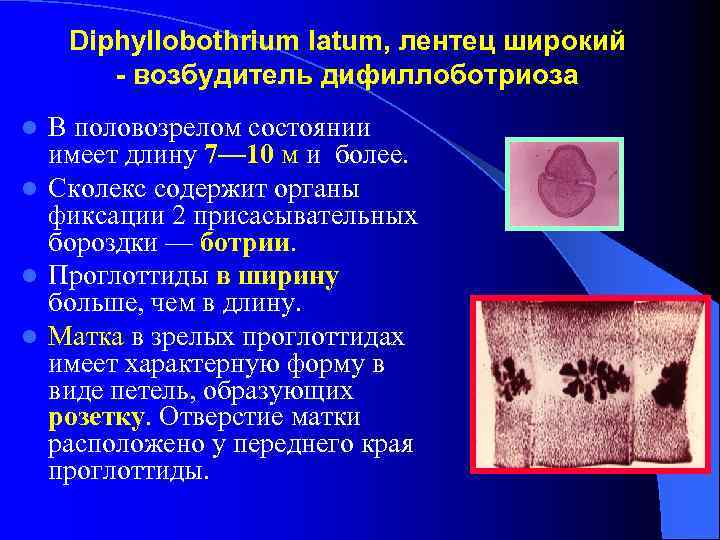 Diphyllobothrium latum, лентец широкий - возбудитель дифиллоботриоза В половозрелом состоянии имеет длину 7— 10