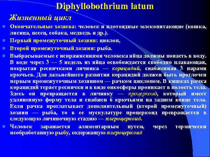 Diphyllobothrium latum Жизненный цикл l l l Окончательные хозяева: человек и плотоядные млекопитающие (кошка,