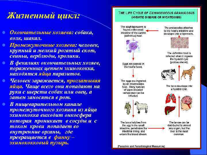 Жизненный цикл: l l l Окончательные хозяева: собака, волк, шакал. Промежуточные хозяева: человек, крупный
