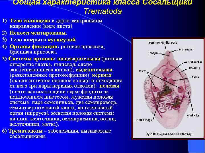 Общая характеристика класса Сосальщики Trematoda 1) Тело сплющено в дорзо вентральном направлении (виде листа)