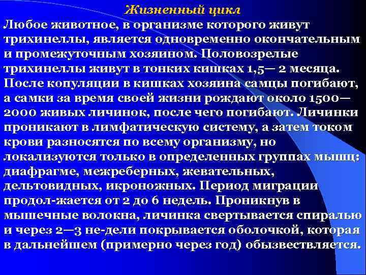 Жизненный цикл Любое животное, в организме которого живут трихинеллы, является одновременно окончательным и промежуточным