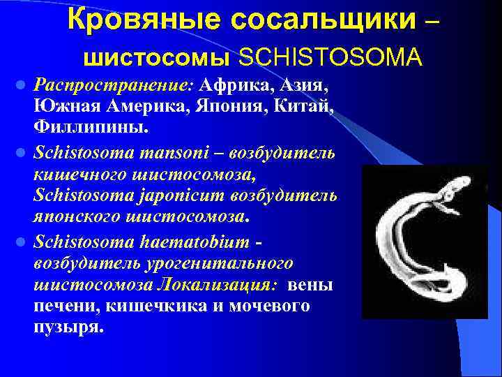 Кровяные сосальщики – шистосомы SCHISTOSOMA Распространение: Африка, Азия, Южная Америка, Япония, Китай, Филлипины. l
