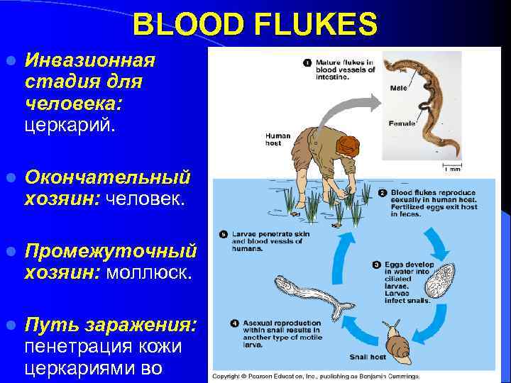 BLOOD FLUKES l Инвазионная стадия для человека: церкарий. l Окончательный хозяин: человек. l Промежуточный