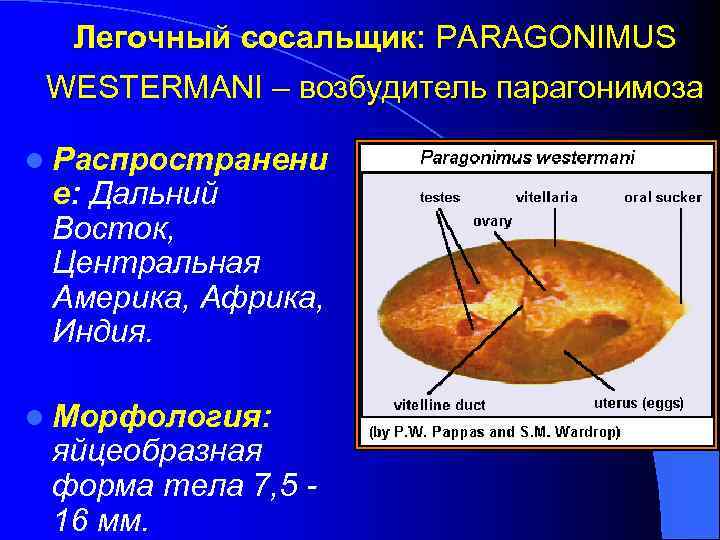 Легочный сосальщик: PARAGONIMUS WESTERMANI – возбудитель парагонимоза l Распространени е: Дальний Восток, Центральная Америка,