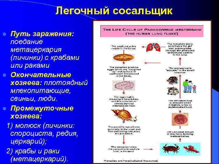 Легочный сосальщик Путь заражения: поедание метацеркария (личинки) с крабами или раками l Окончательные хозяева: