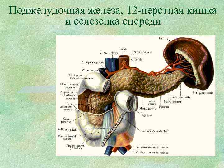 Поджелудочная железа, 12 -перстная кишка и селезенка спереди 