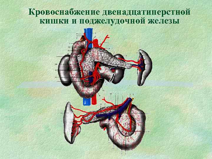 Кровоснабжение двенадцатиперстной кишки и поджелудочной железы 