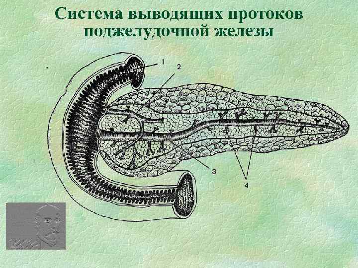 Система выводящих протоков поджелудочной железы 