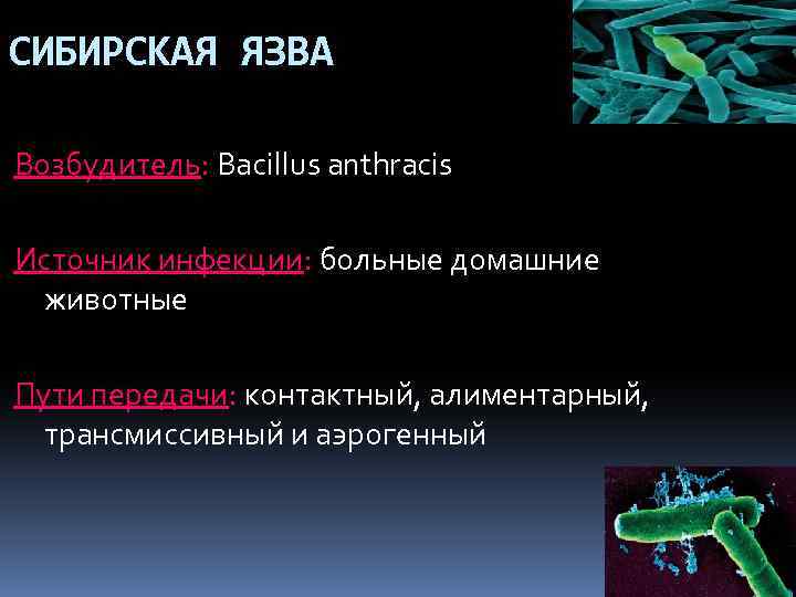 СИБИРСКАЯ ЯЗВА Возбудитель: Bacillus anthracis Источник инфекции: больные домашние животные Пути передачи: контактный, алиментарный,