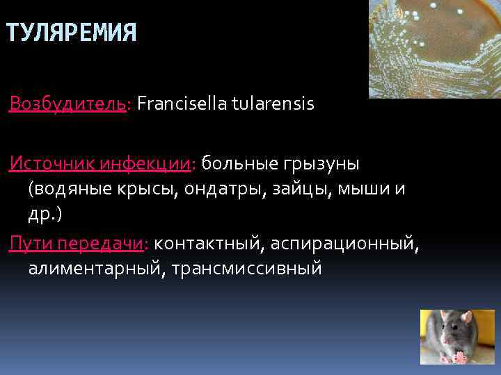 ТУЛЯРЕМИЯ Возбудитель: Francisella tularensis Источник инфекции: больные грызуны (водяные крысы, ондатры, зайцы, мыши и