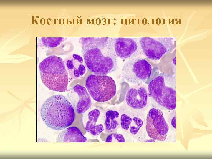 Костный мозг: цитология 