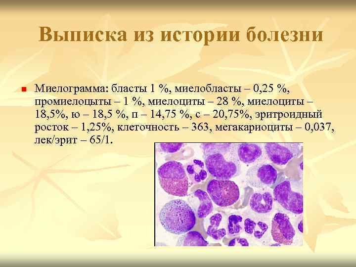 Миелоциты в костном мозге. Миелограмма костного мозга. Бласты при остром лейкозе. Миелограммы при остром лейкозе. Бласты в периферической крови.