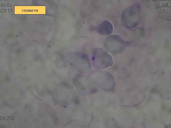 гликоген 