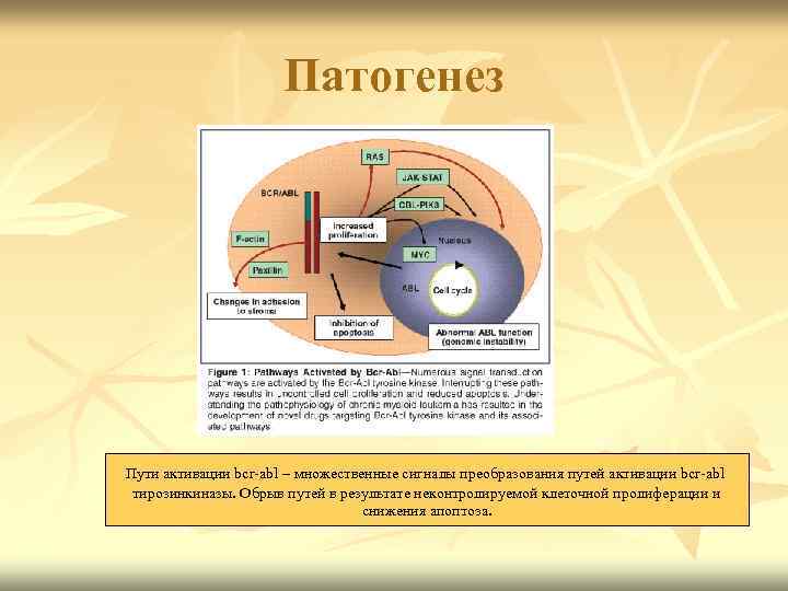Патогенез Пути активации bcr abl – множественные сигналы преобразования путей активации bcr abl тирозинкиназы.