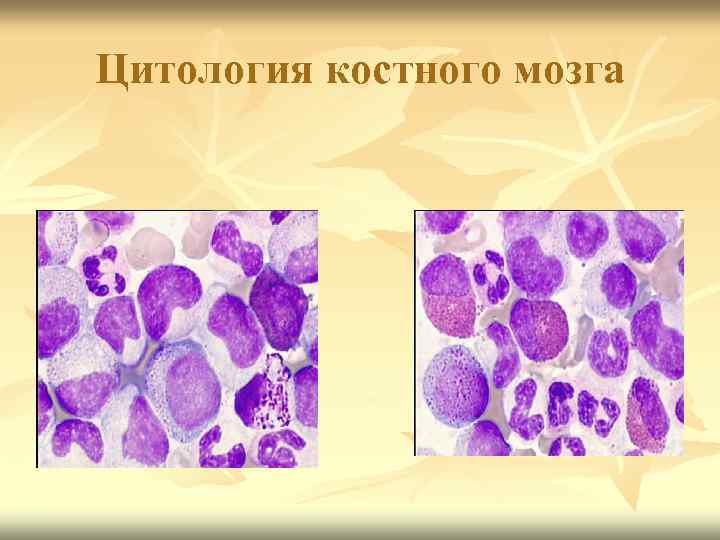 Цитология костного мозга 