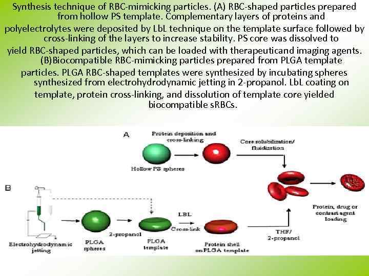 Synthesis technique of RBC-mimicking particles. (A) RBC-shaped particles prepared from hollow PS template. Complementary