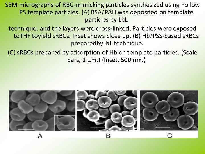 SEM micrographs of RBC-mimicking particles synthesized using hollow PS template particles. (A) BSA/PAH was