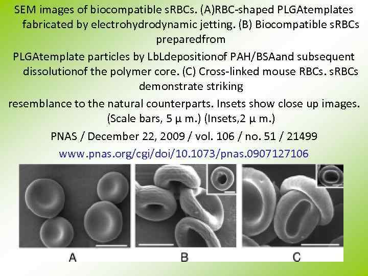 SEM images of biocompatible s. RBCs. (A)RBC-shaped PLGAtemplates fabricated by electrohydrodynamic jetting. (B) Biocompatible