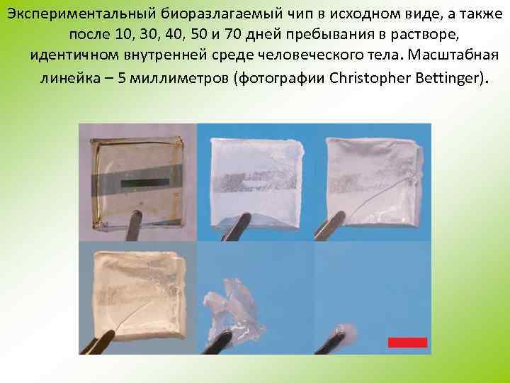 Экспериментальный биоразлагаемый чип в исходном виде, а также после 10, 30, 40, 50 и