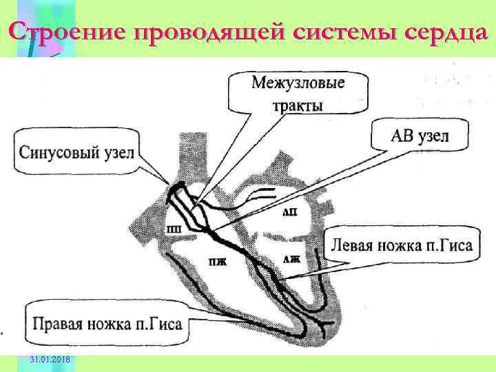 Строение проводящей системы сердца 31. 01. 2018 