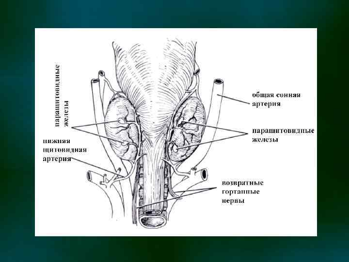 Составьте описание щитовидной железы по плану. Иннервация щитовидной железы. Иннервация щитовидной железы схема. Иннервация паращитовидной железы. Нервы щитовидной железы анатомия.