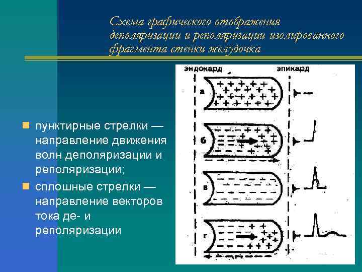 Схема графического отображения деполяризации и реполяризации изолированного фрагмента стенки желудочка n пунктирные стрелки —