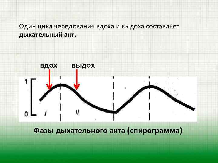 Дыхание дыхательный цикл. Дыхательный цикл схема. Фазы дыхательного цикла.