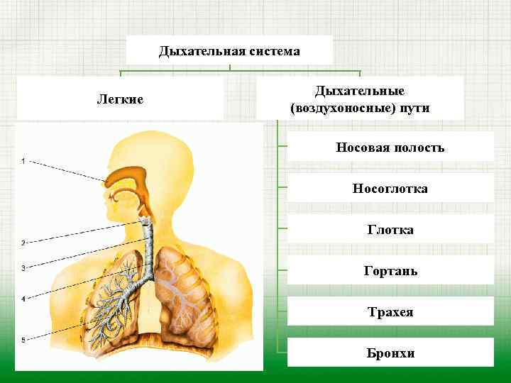 Обозначьте на рисунке названия элементов воздухоносных путей