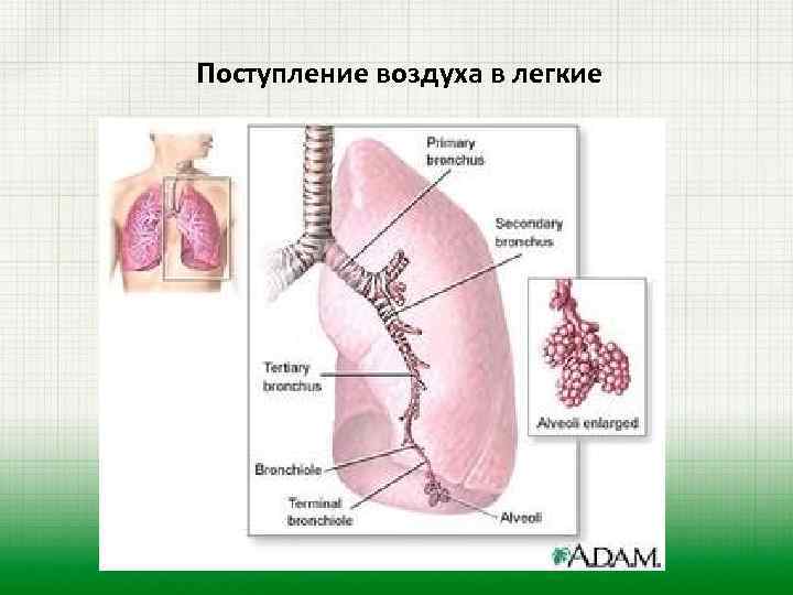 Поступление воздуха в легкие 