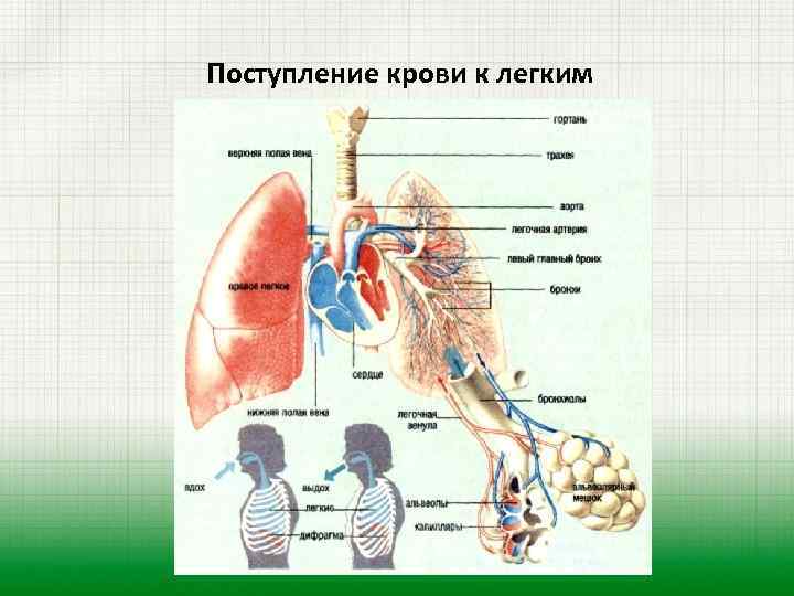 Поступление крови к легким 