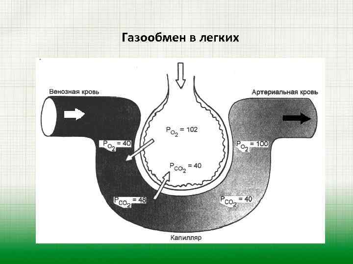 Газообмен в легких 