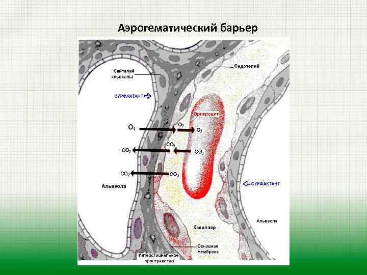 Аэрогематический барьер гистология рисунок