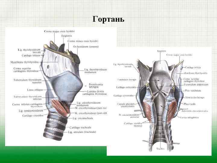 Строение гортани человека фото с описанием