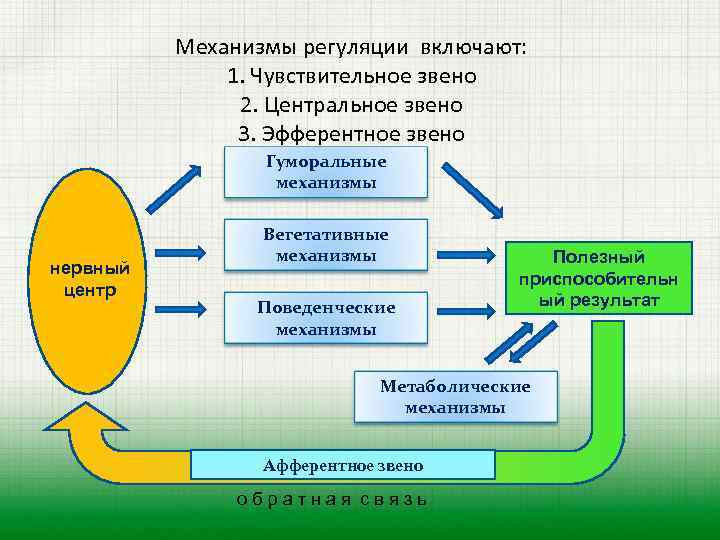 Механизмы регуляции включают: 1. Чувствительное звено 2. Центральное звено 3. Эфферентное звено Гуморальные механизмы