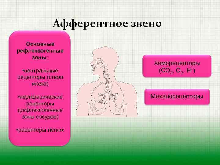 Афферентное звено Основные рефлексогенные зоны: • центральные рецепторы (ствол мозга) • периферические рецепторы (рефлексогенные