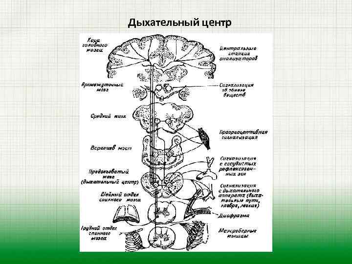 Дыхательный центр 