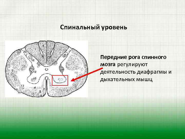 Рога спинного мозга