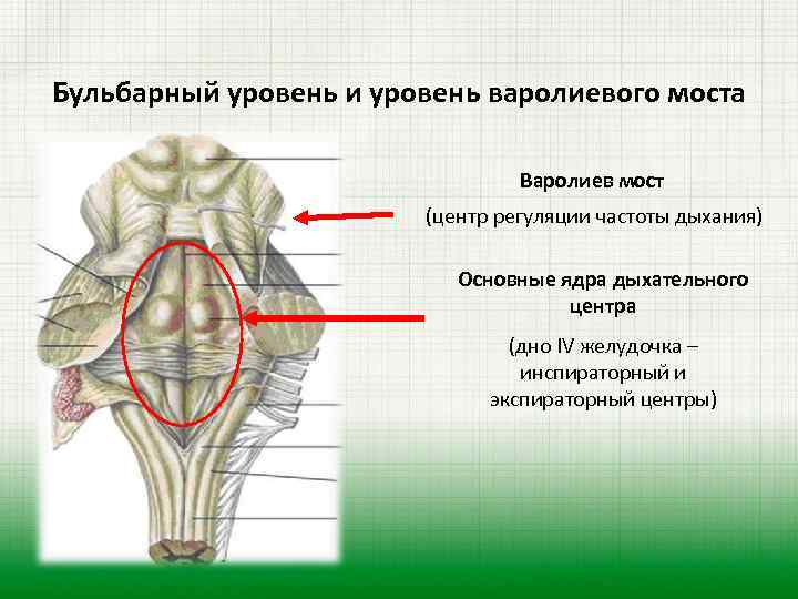 Бульбарный уровень и уровень варолиевого моста Варолиев мост (центр регуляции частоты дыхания) Основные ядра