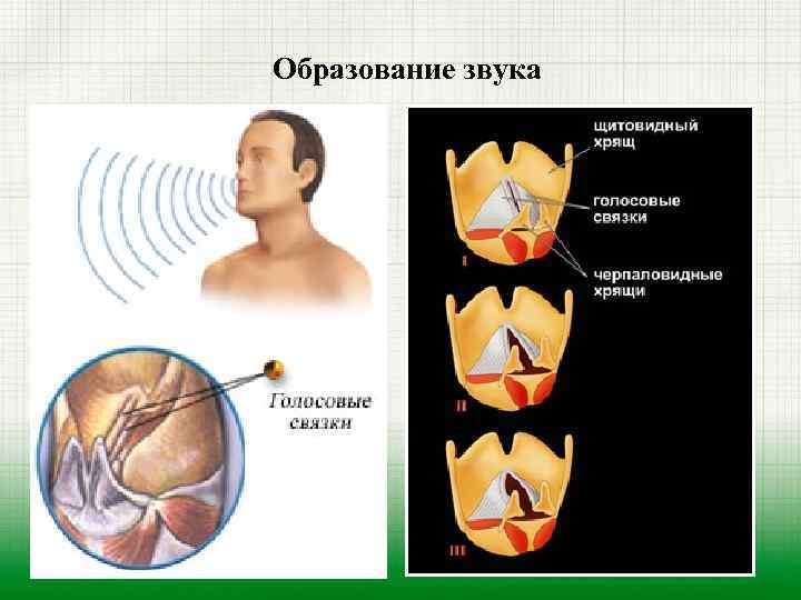 Образование звука 