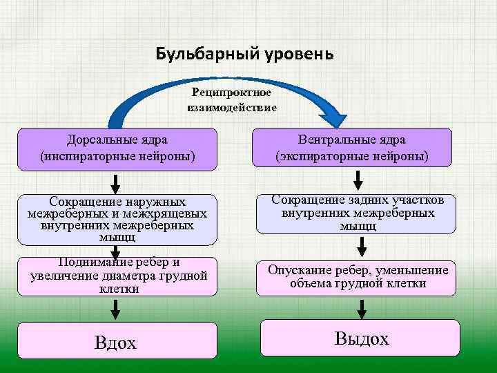 Бульбарный уровень Реципроктное взаимодействие Дорсальные ядра (инспираторные нейроны) Вентральные ядра (экспираторные нейроны) Сокращение наружных