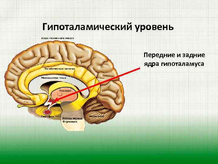 Гипоталамический уровень Передние и задние ядра гипоталамуса 