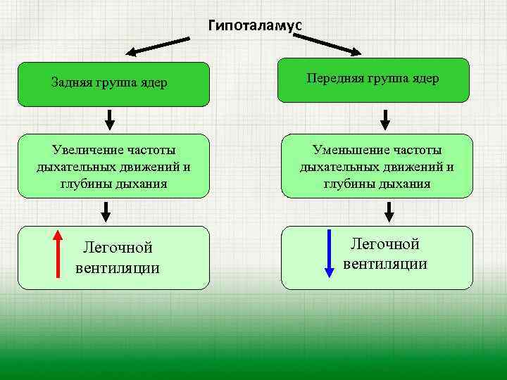 Гипоталамус Задняя группа ядер Передняя группа ядер Увеличение частоты дыхательных движений и глубины дыхания